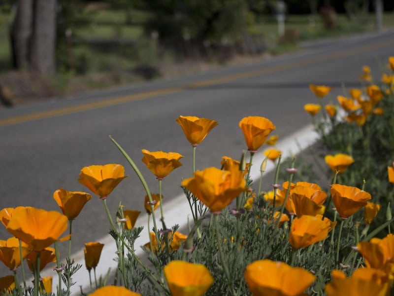 California poppies alongside highway.