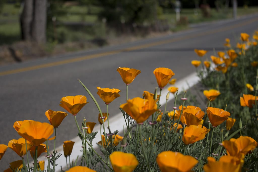 California poppies alongside highway.
