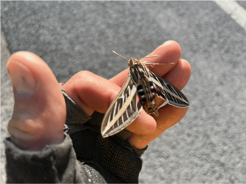 Bullets, Gold and Avocados: Roadside Finds From a Bike Commute