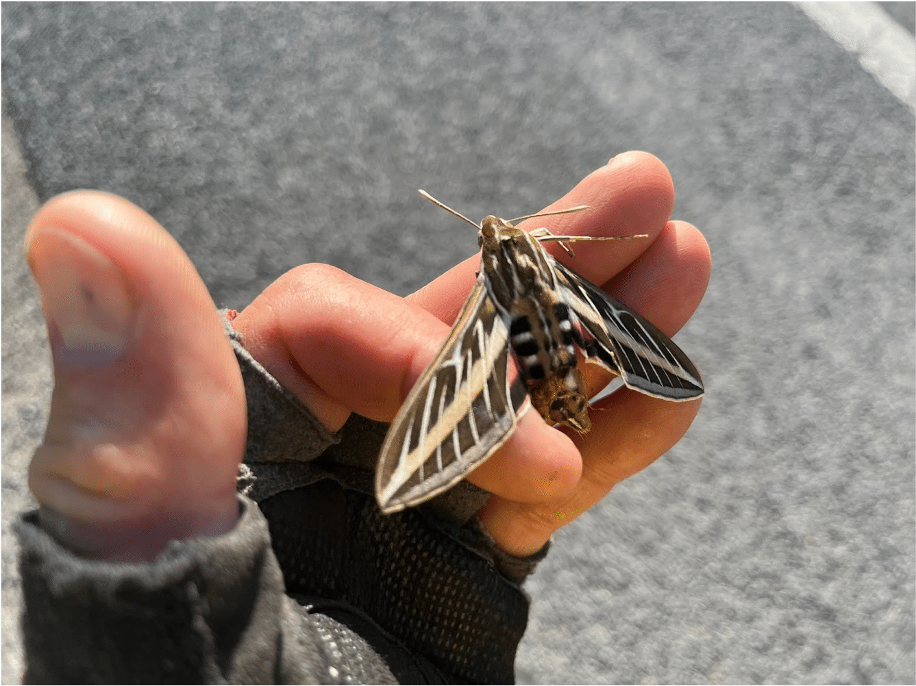 Bullets, Gold and Avocados: Roadside Finds From a Bike Commute